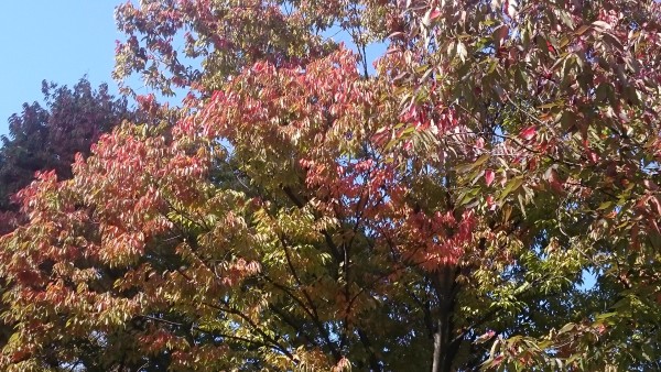 園内の樹木の紅葉が始まっています ニュース 花博記念公園鶴見緑地