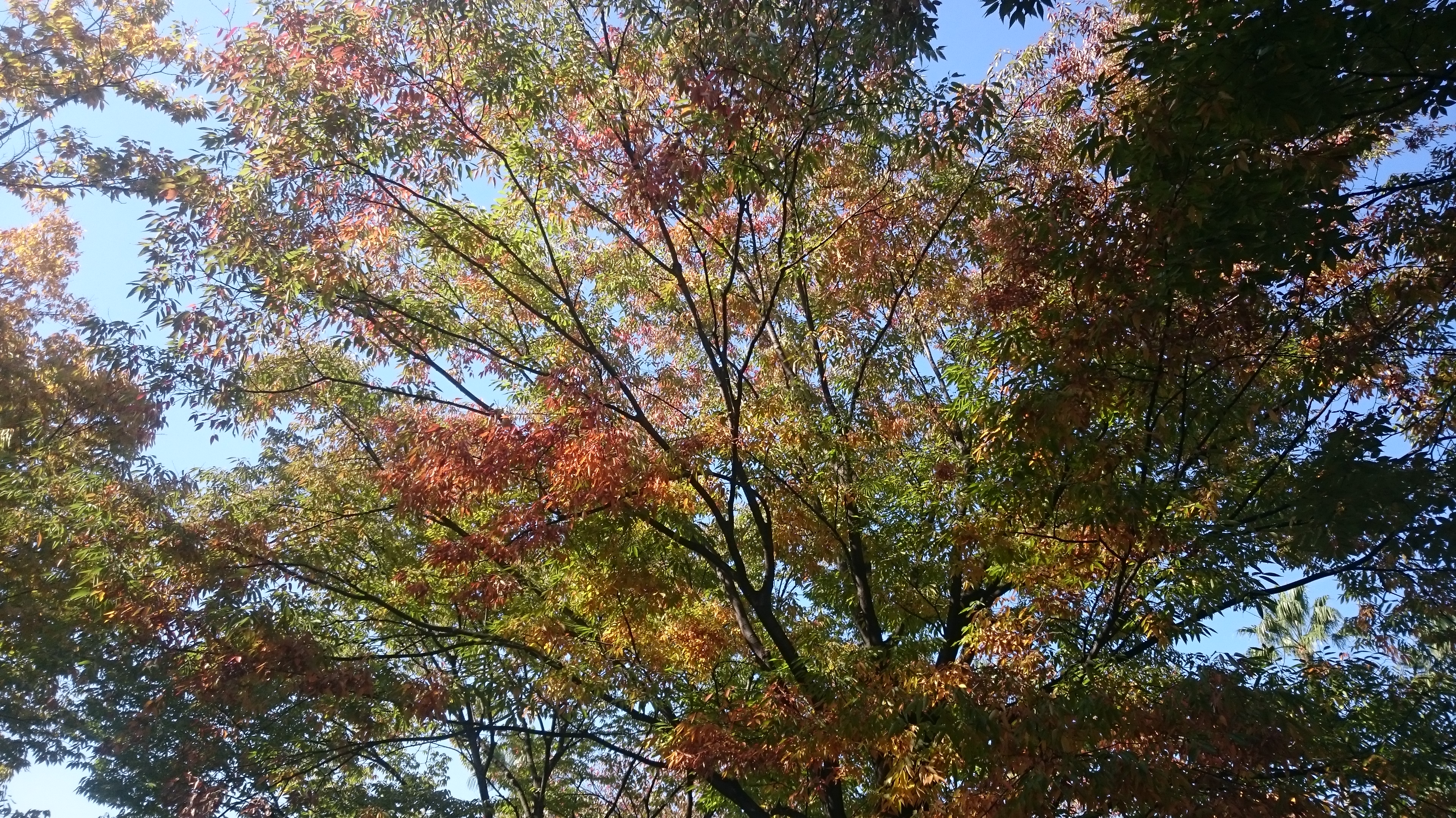 園内の樹木の紅葉が始まっています ニュース 花博記念公園鶴見緑地