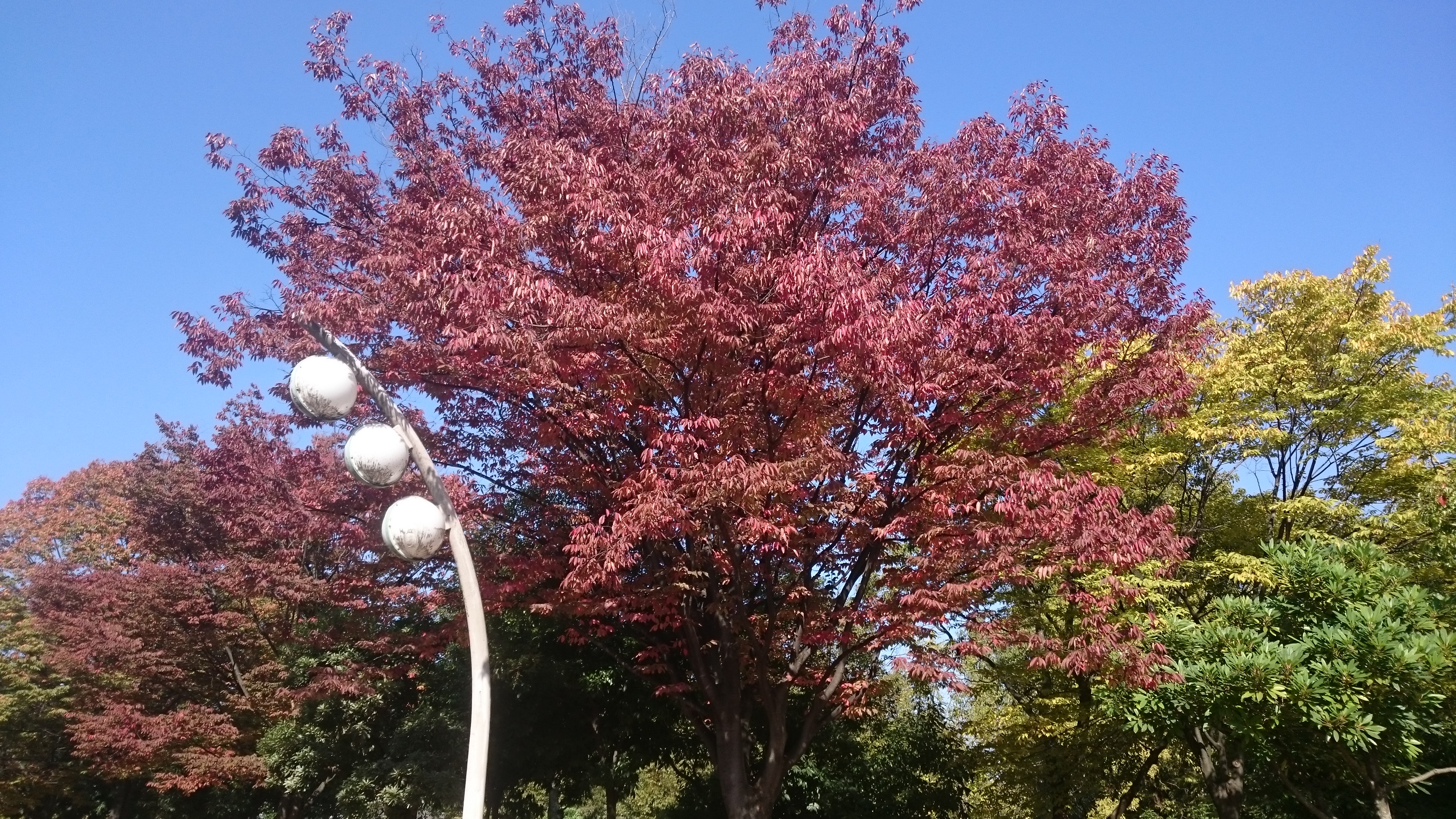 園内の樹木の紅葉が始まっています ニュース 花博記念公園鶴見緑地