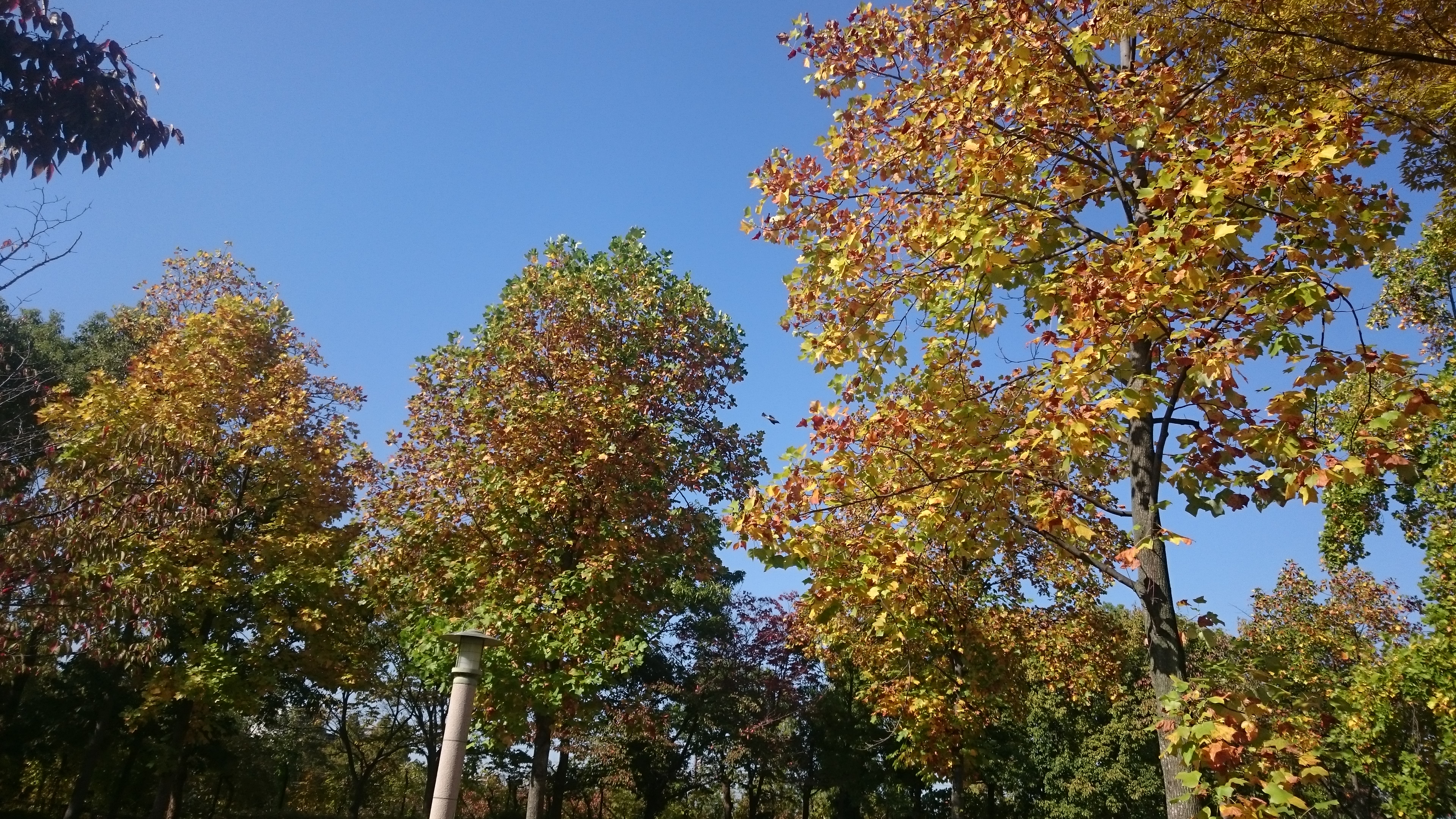 園内の樹木の紅葉が始まっています ニュース 花博記念公園鶴見緑地