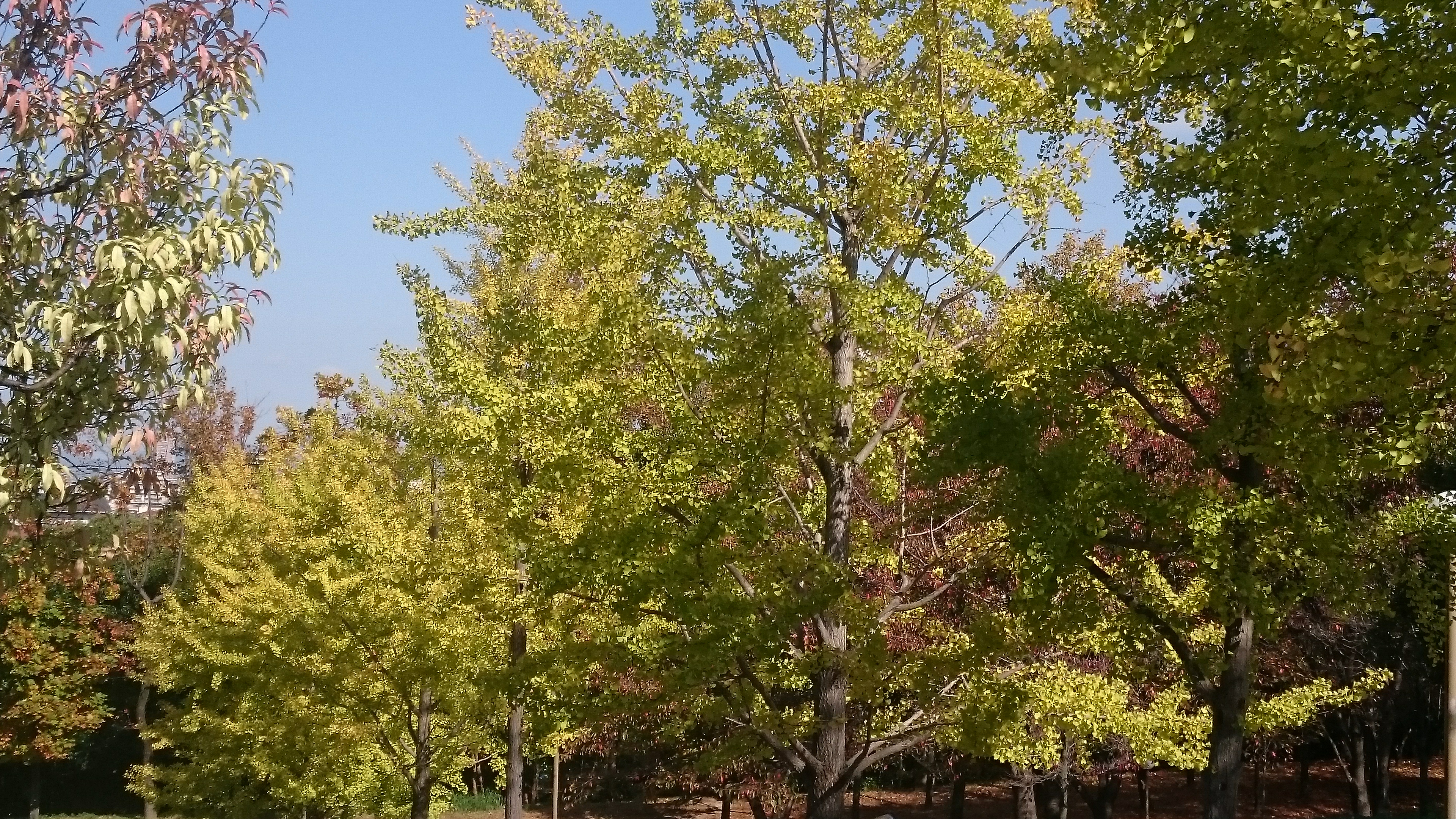 園内の樹木の紅葉が始まっています ニュース 花博記念公園鶴見緑地