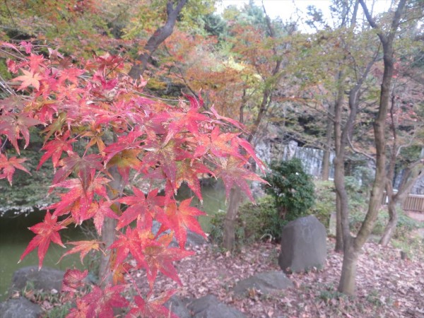 11月22日 モミジ紅葉情報 ニュース 花博記念公園鶴見緑地