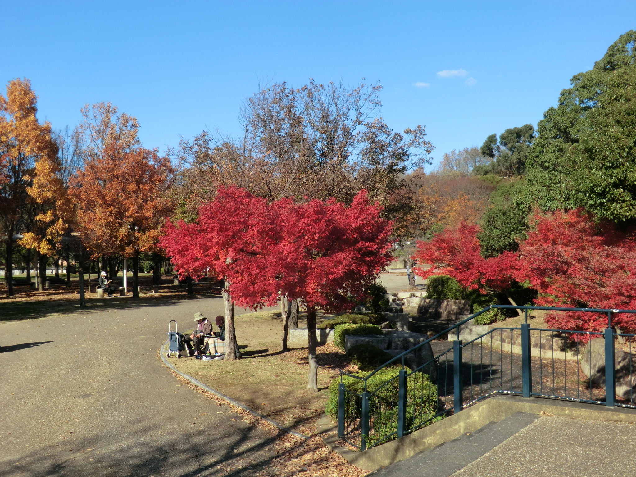 モミジの紅葉が見頃です ニュース 花博記念公園鶴見緑地