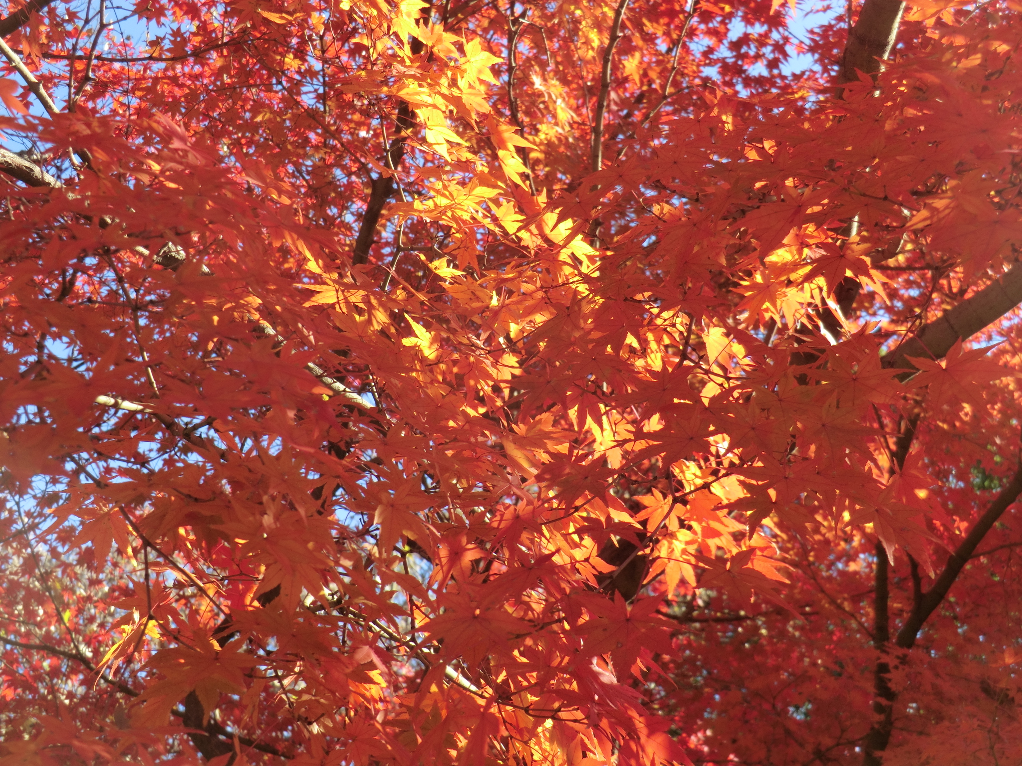 モミジの紅葉が見頃です ニュース 花博記念公園鶴見緑地