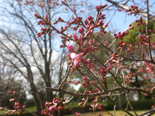 おかめ桜が咲き始めました ニュース 花博記念公園鶴見緑地