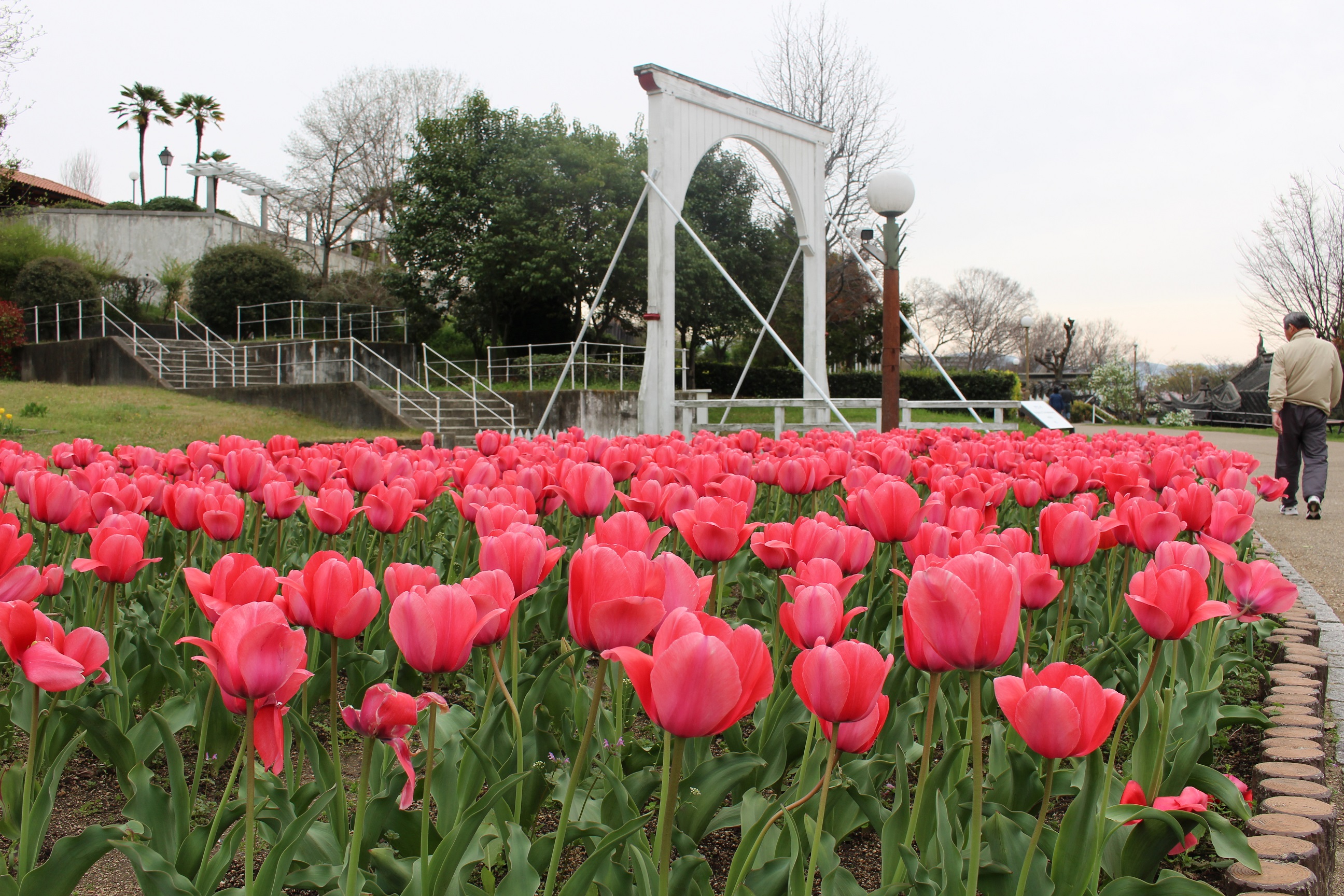 4月10日 月 開花情報 ニュース 花博記念公園鶴見緑地