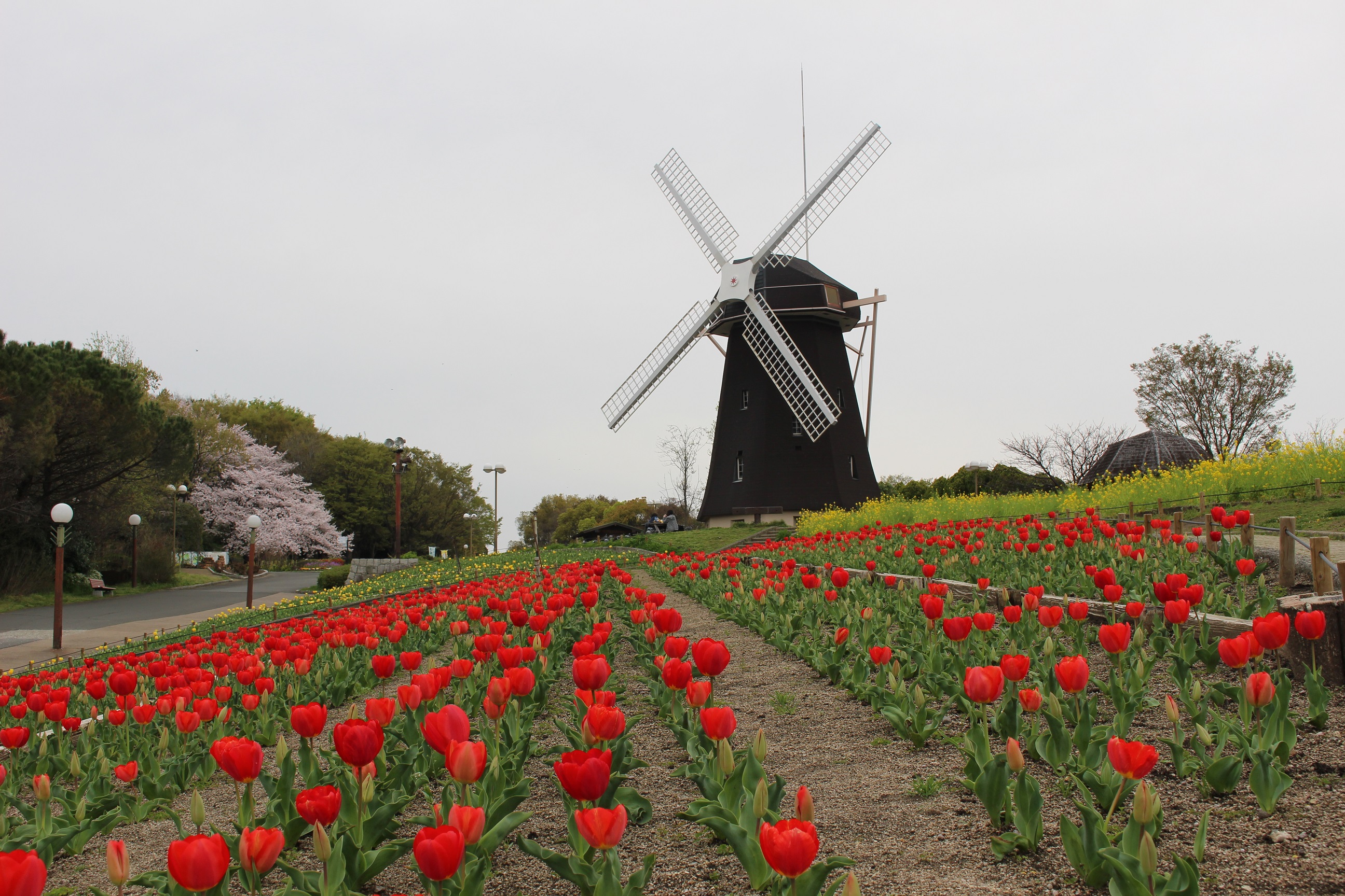 4月10日 月 開花情報 ニュース 花博記念公園鶴見緑地