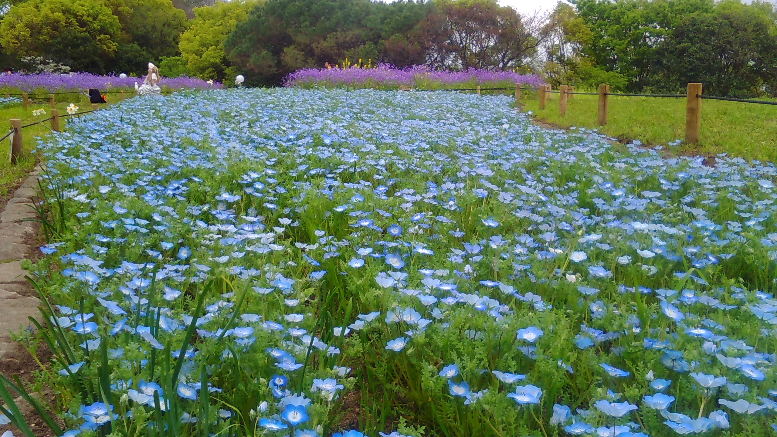 4月19日 水 開花情報 ニュース 花博記念公園鶴見緑地