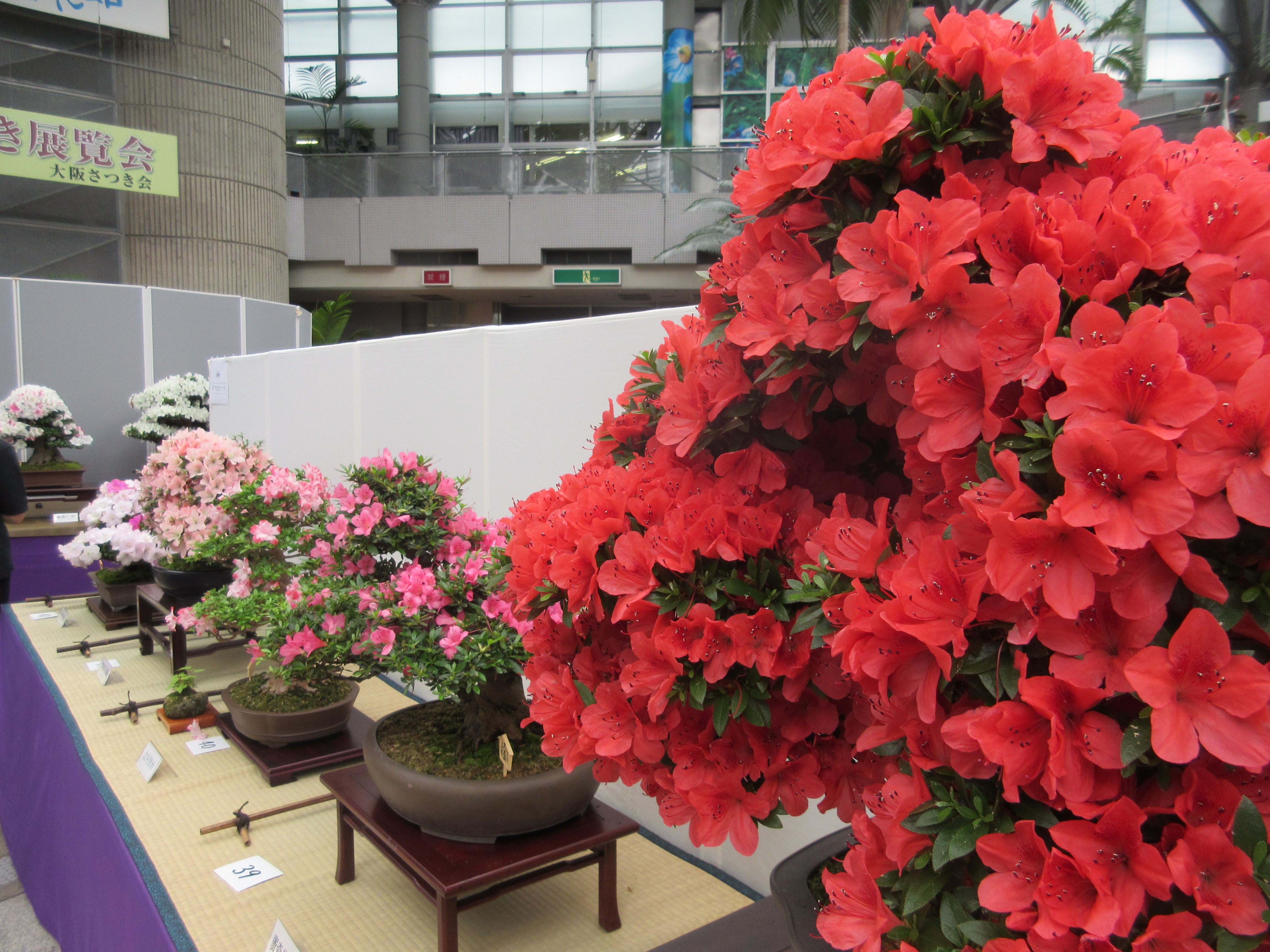 花季さつき展覧会 イベント 花博記念公園鶴見緑地