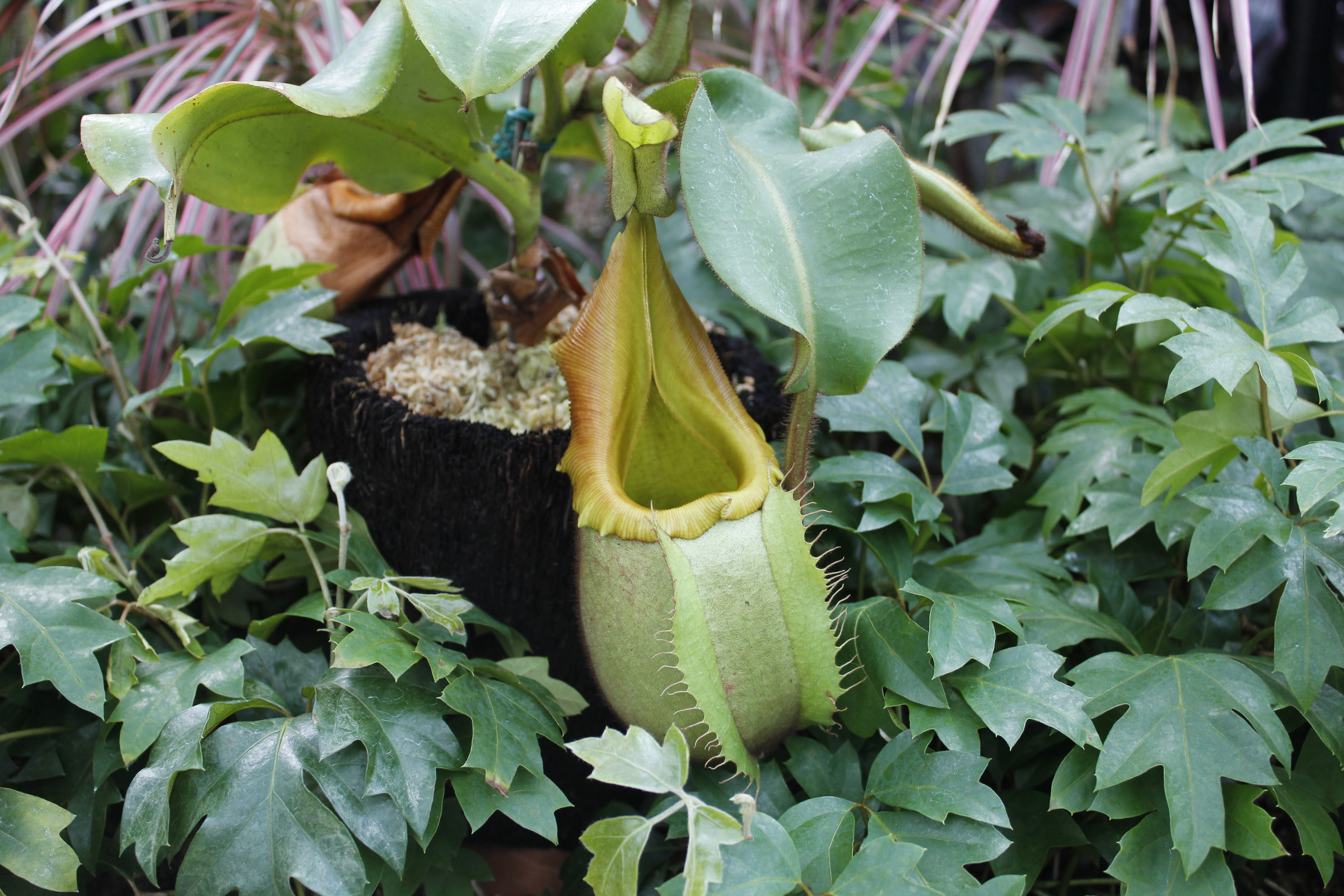 虫を食べる植物展開催中 9 9まで イベント 花博記念公園鶴見緑地