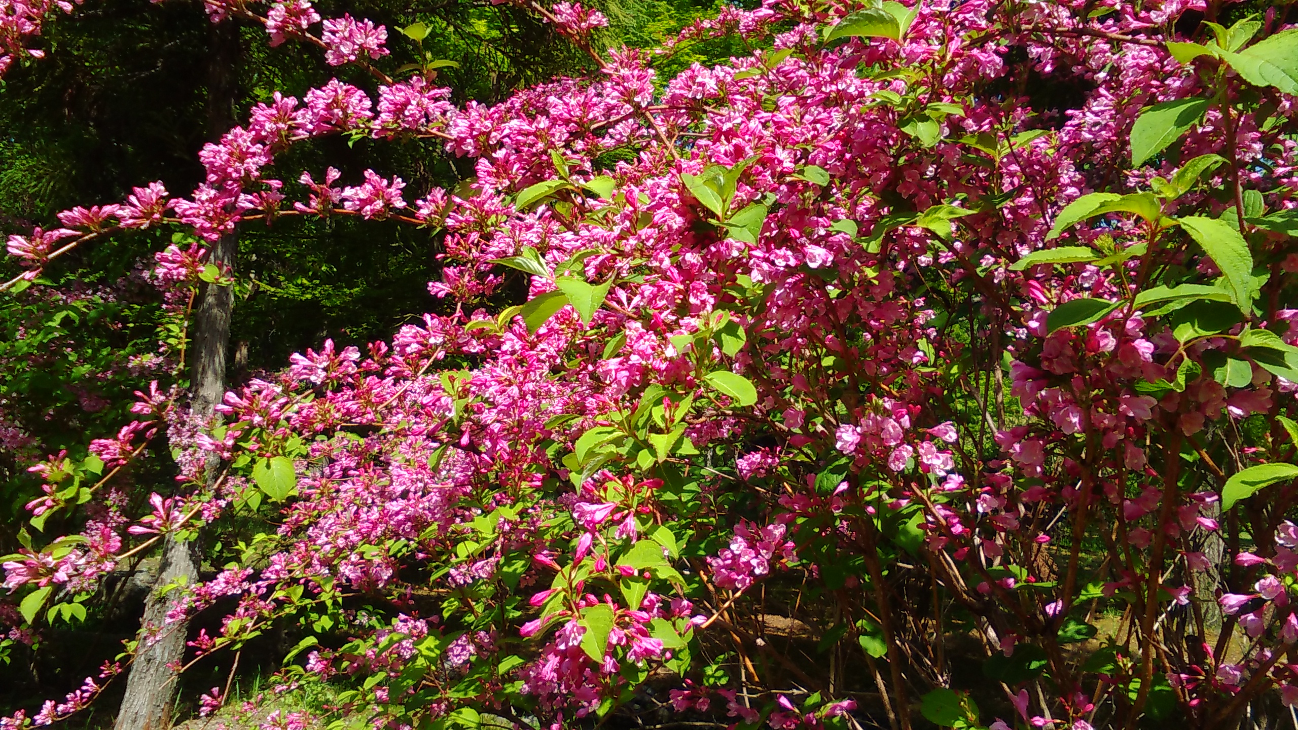 タニウツギ 花博記念公園鶴見緑地