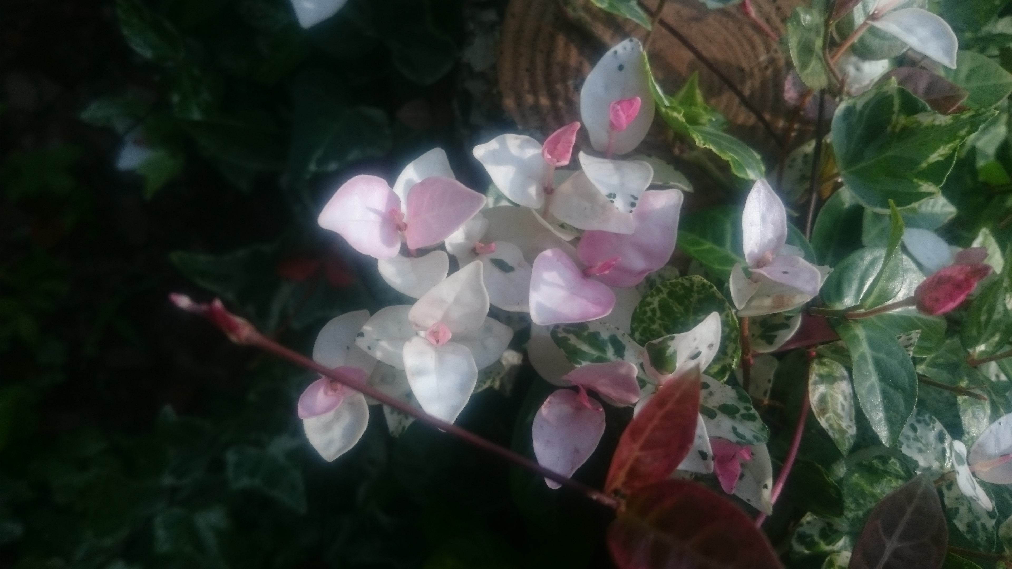 ハツユキカズラ 花博記念公園鶴見緑地