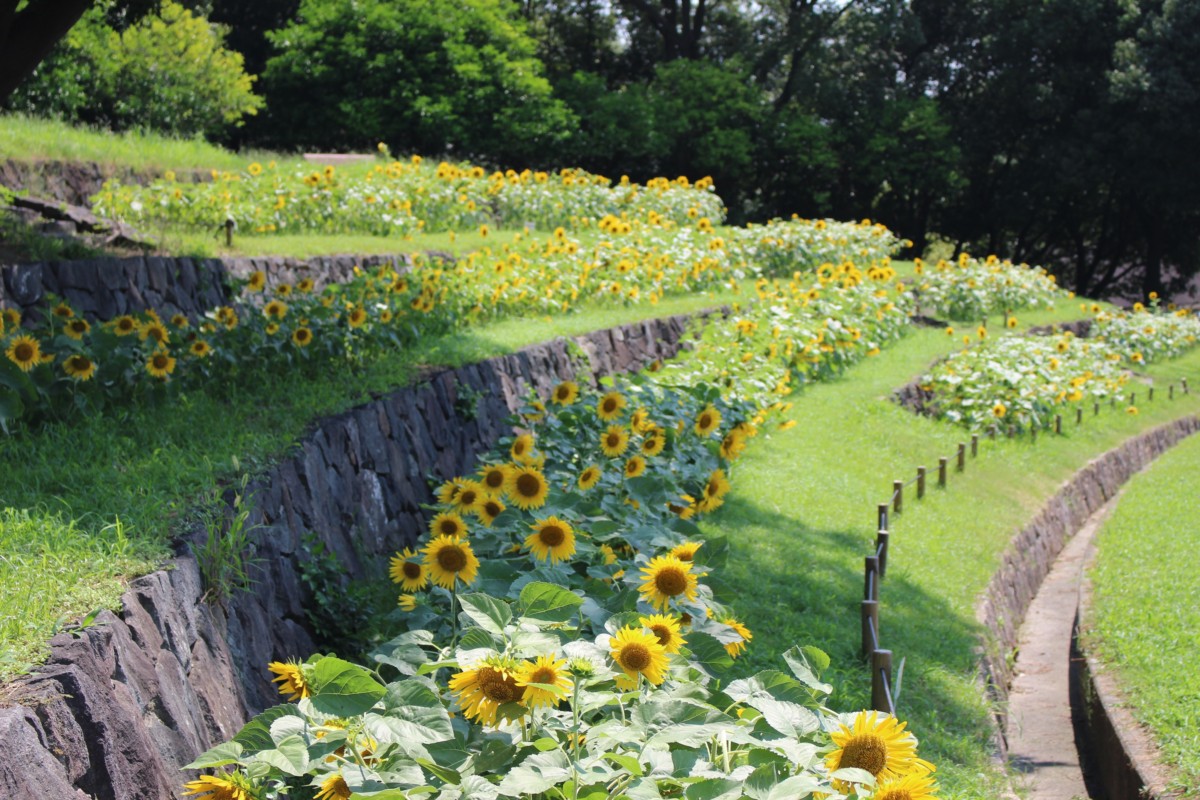 ８月９日 水 開花情報 ニュース 花博記念公園鶴見緑地