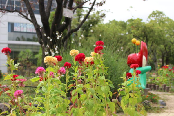 9月6日 水 開花情報 ニュース 花博記念公園鶴見緑地