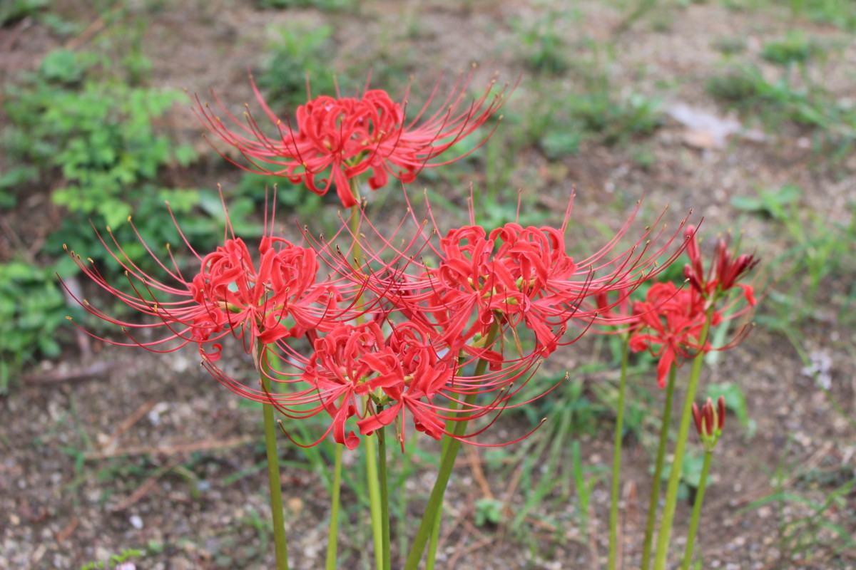 9月日 水 開花情報 ニュース 花博記念公園鶴見緑地