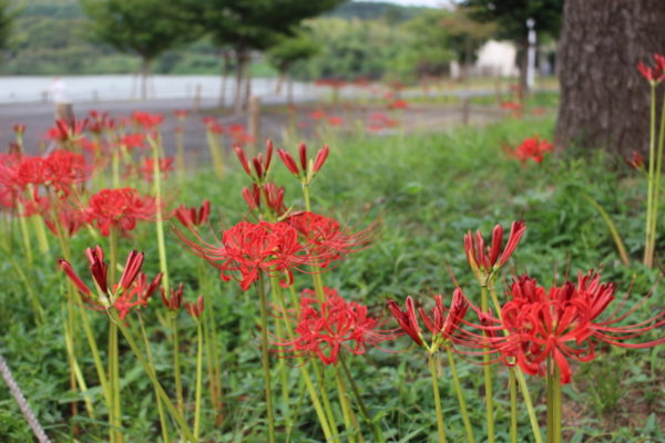 9月日 水 開花情報 ニュース 花博記念公園鶴見緑地