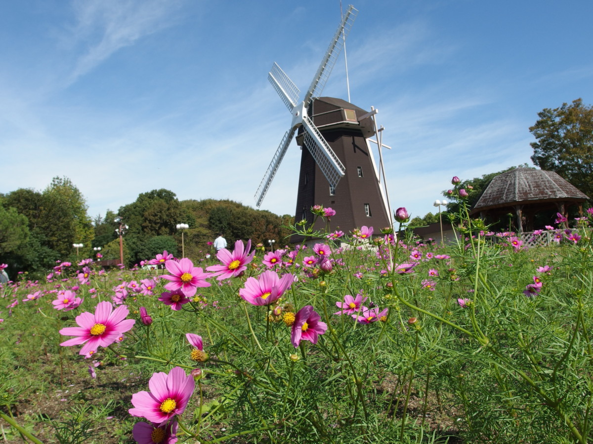 10月11日 水 開花情報 ニュース 花博記念公園鶴見緑地