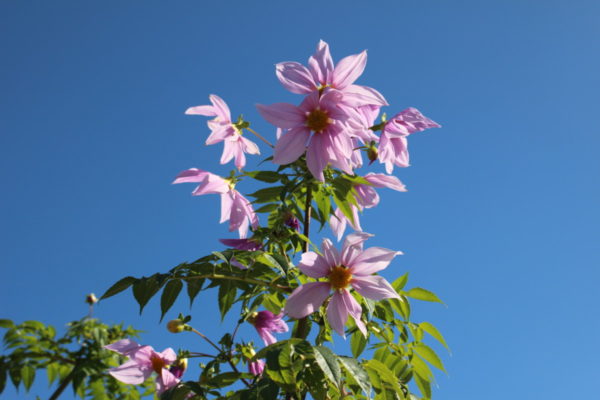 12月6日 水 開花情報 ニュース 花博記念公園鶴見緑地