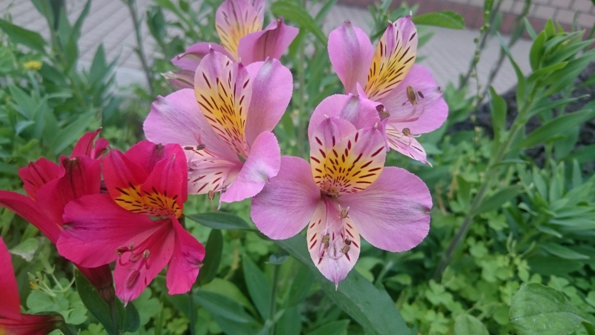 アルストロメリア 花博記念公園鶴見緑地