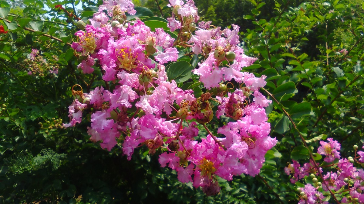 サルスベリ 花博記念公園鶴見緑地