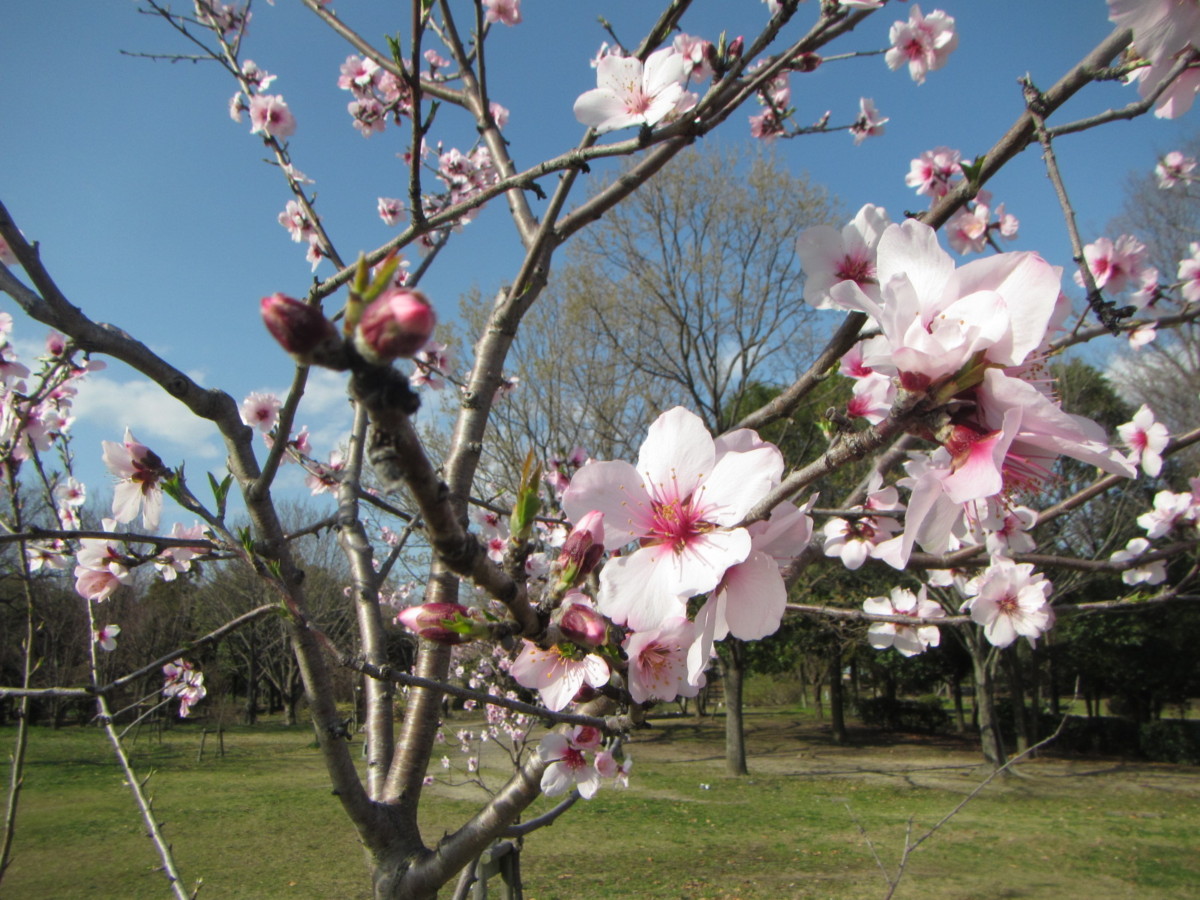 大阪鶴見ロータリークラブ寄贈 アーモンドの木 植樹式 ニュース 花博記念公園鶴見緑地