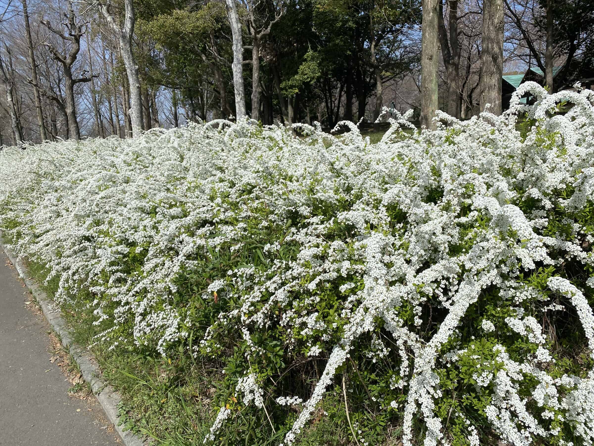 ユキヤナギ